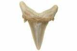 Mackerel Shark (Cretolamna) Tooth - Dakhla, Morocco #225291-1